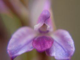 Disa stricta flower colours